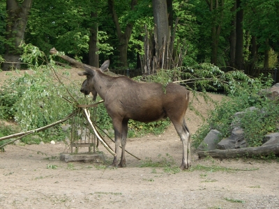 ZOOM Gelsenkirchen