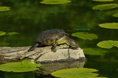 Sonnenbadende Schildkröte