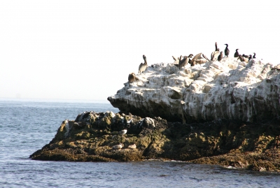 bucurescu 0338 pelikane