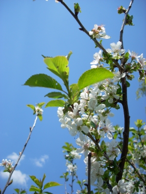 Kirschblüte