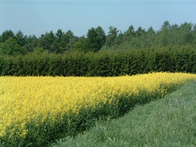 Feld Wald und Wiese