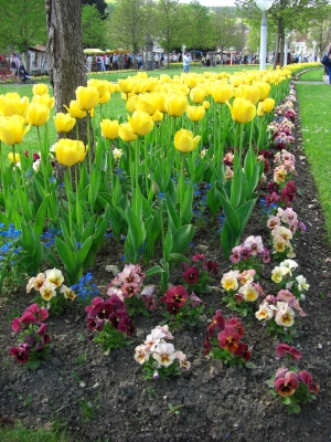 Blumenrabatten bei den Kolonnaden in Marienbad
