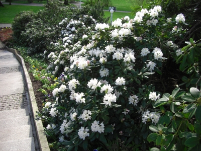 Weisser Rhododendron im Kurpark von Marienbad