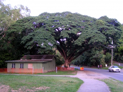 Baum 4