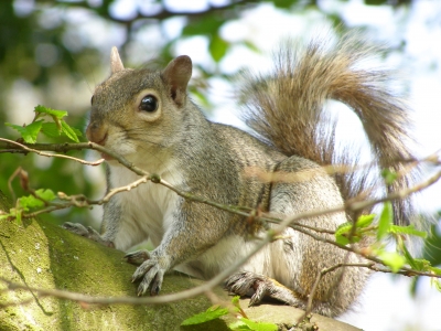 Grauhörnchen