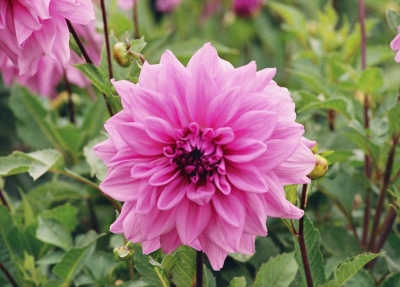 Dahlie lila