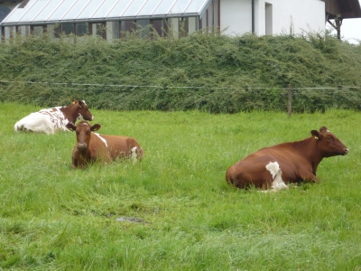 Kühe im  Sauerland