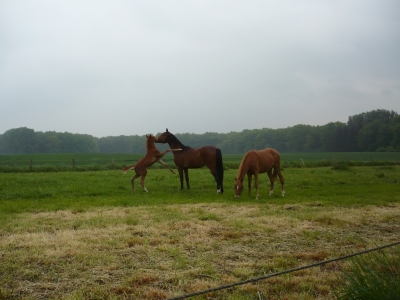 Pferde in Leckingsen Sauerland