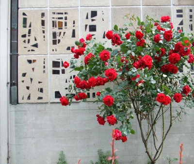 rosen vor dem kirchenfenster 1