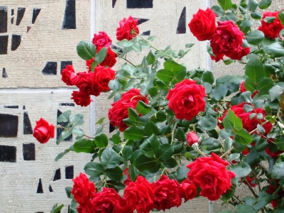 rosen vor dem kirchenfenster 2