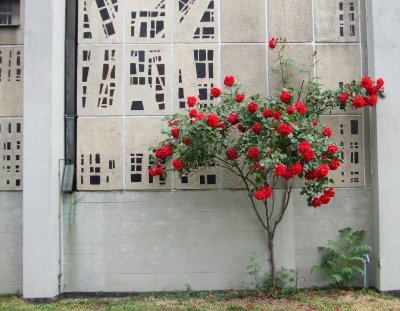 rosen vor dem kirchenfenster 3