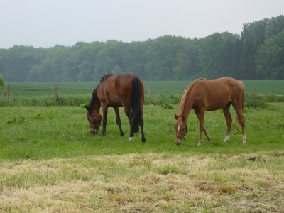 Pferde in Leckingsen