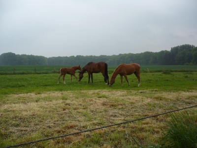 Pferde in Leckingsen