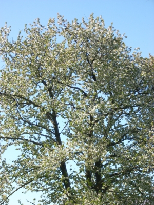 alter Kirschbaum in voller Blüte