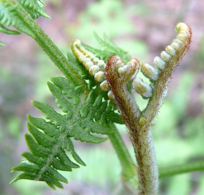 Ent-Faltung