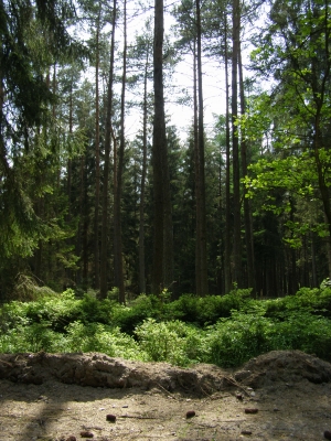 schöner Wald
