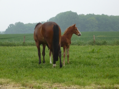 Pferde in Leckingsen