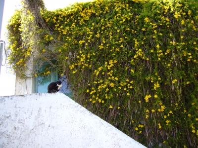 Katze bewacht Blütenmeer