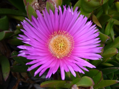 Mittagsblume