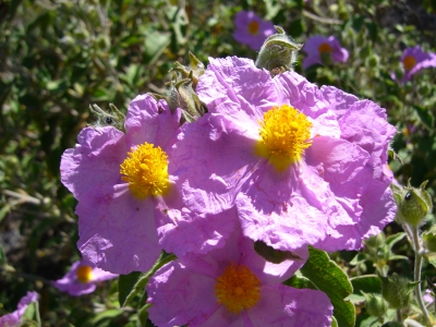 Inselblüte "ungebügelt"