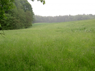 Wiese  bei Regen