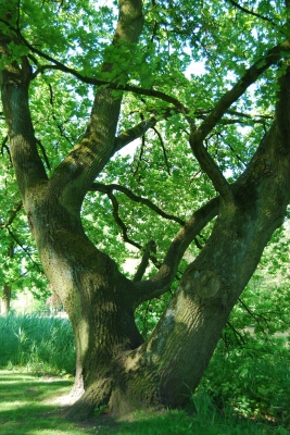 Großer Baum