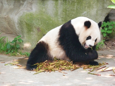 Panda-Bär in Chengdu (China)