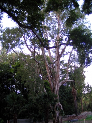 Eukalyptus 3