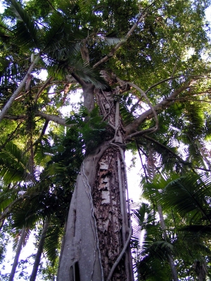 Eukalyptus 5