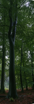 Buche im Regen-Wald