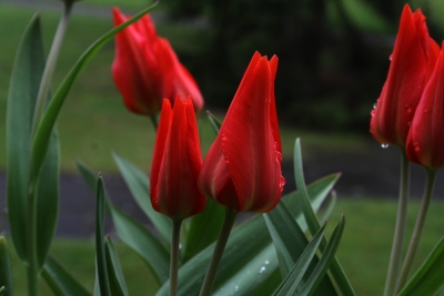 Tulpen im Regen