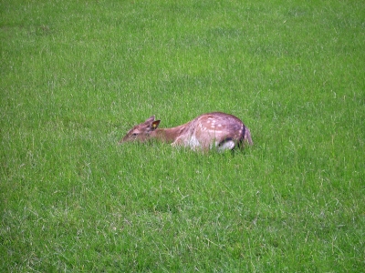 Bambi versteckt im Gras