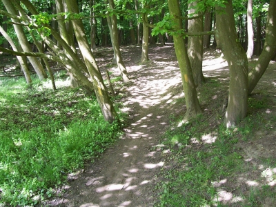 Waldweg