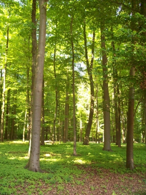 Wald