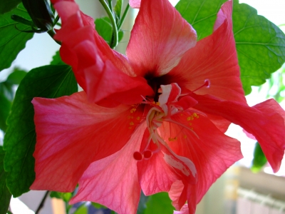 Hibiskusblüte