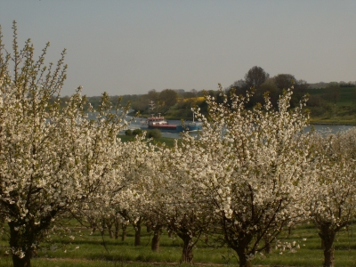 Kirschblüte am Nord-Ostsee-Kanal