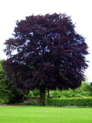 Ein herrlicher Baum