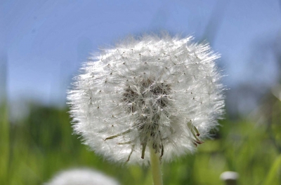 Pusteblume