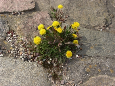 Butterblume auf Fels