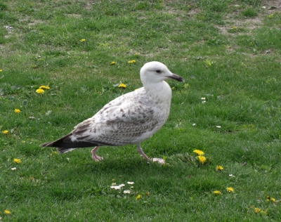 Möwenspaziergang