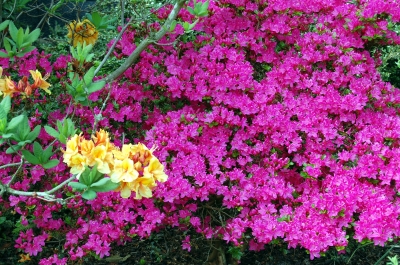 Rhododendronhecke