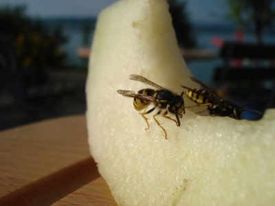 Wespen fressen Melone 1