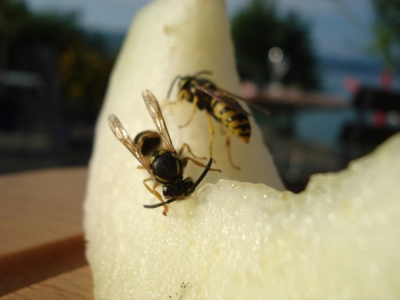Wespen fressen Melone 2