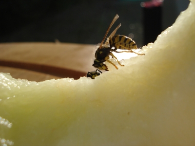 Wespen fressen Melone 4