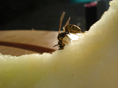 Wespen fressen Melone 5