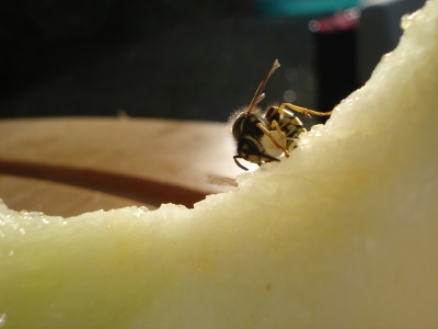 Wespen fressen Melone 6