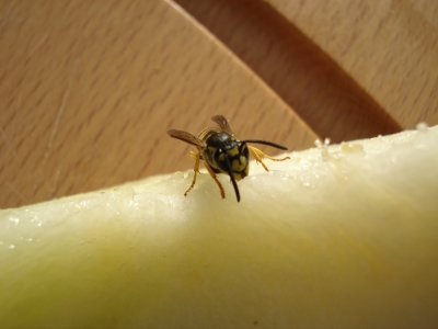 Wespen fressen Melone 7