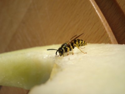 Wespen fressen Melone 8