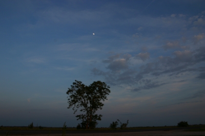 Baum und Mond
