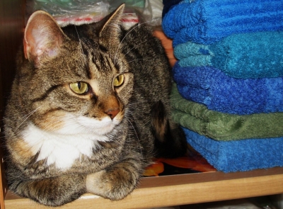 Katzeninspektion-Wäsche Kante auf Kante